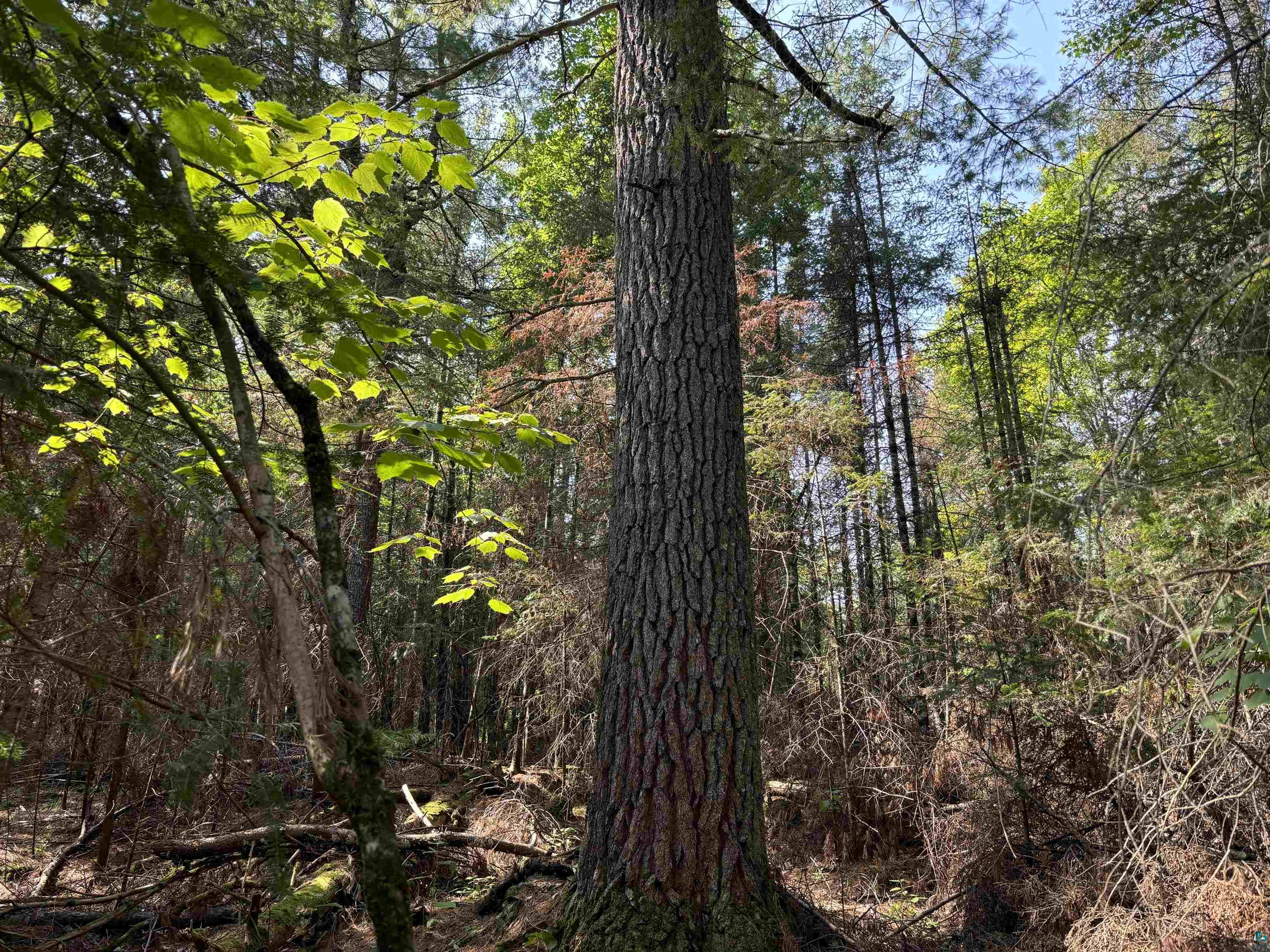 Xxx Otter River Road Duluth, MN 55803 - Photo 7 of 11