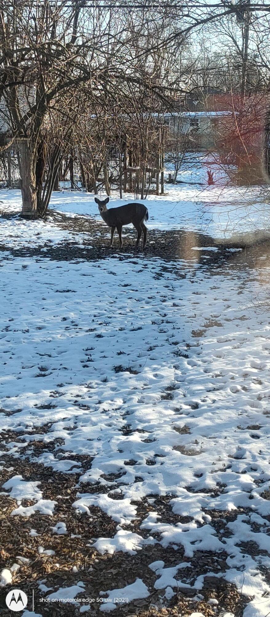 1485 Norma Road Columbus, OH 43229 - Photo 28 of 31 Where the deer and the antelope play.