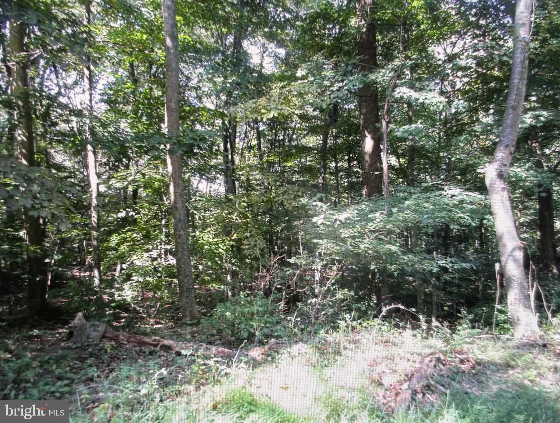 9 Tower Road Smithsburg, MD 21783 - Photo 5 of 7 a view of a forest filled with trees