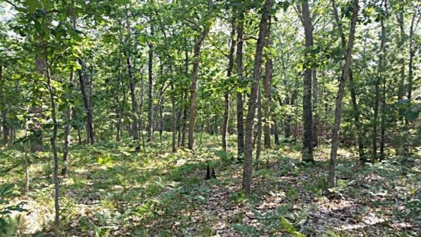 4 West Mile Road Irons, MI 49644 - Photo 1 of 1 5-va-mainl