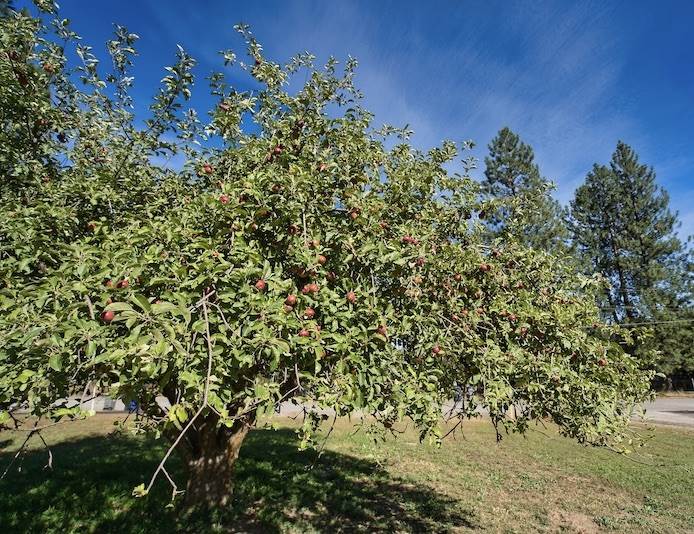 18615 North Division Road Colbert, WA 99005 - Photo 35 of 37