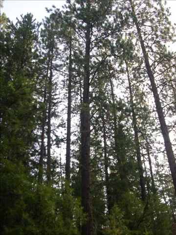 5101 Rail Canyon Road Springdale, WA 99173 - Photo 1 of 8