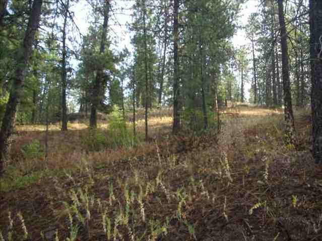 5101 Rail Canyon Road Springdale, WA 99173 - Photo 3 of 8