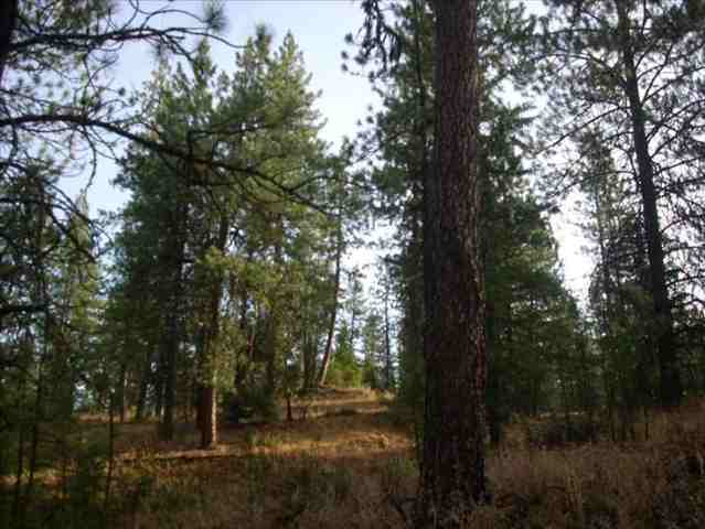 5101 Rail Canyon Road Springdale, WA 99173 - Photo 4 of 8