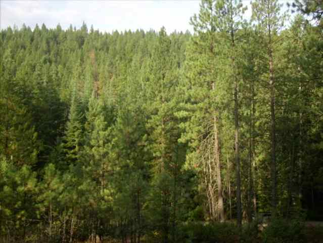 5101 Rail Canyon Road Springdale, WA 99173 - Photo 5 of 8