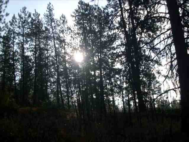 5101 Rail Canyon Road Springdale, WA 99173 - Photo 6 of 8