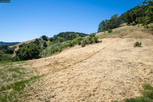 a view of a dry yard with trees