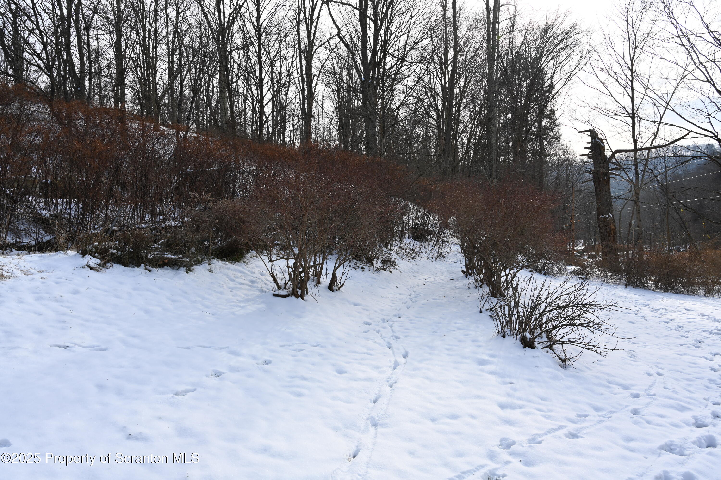 358 Barney Hollow Road Nicholson, PA 18446 - Photo 38 of 61 a view of a yard with a tree