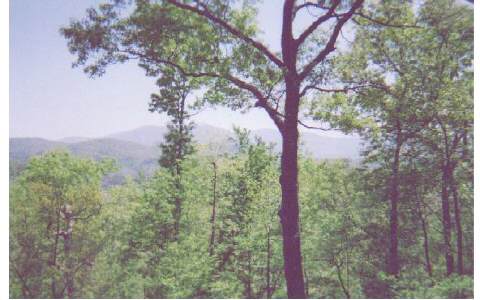 29 Taylors Ridge Road Cherry Log, GA 30522 - Photo 1 of 1 Main View