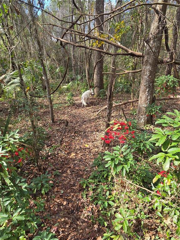 25344 Croom Road Brooksville, FL 34601 - Photo 33 of 34