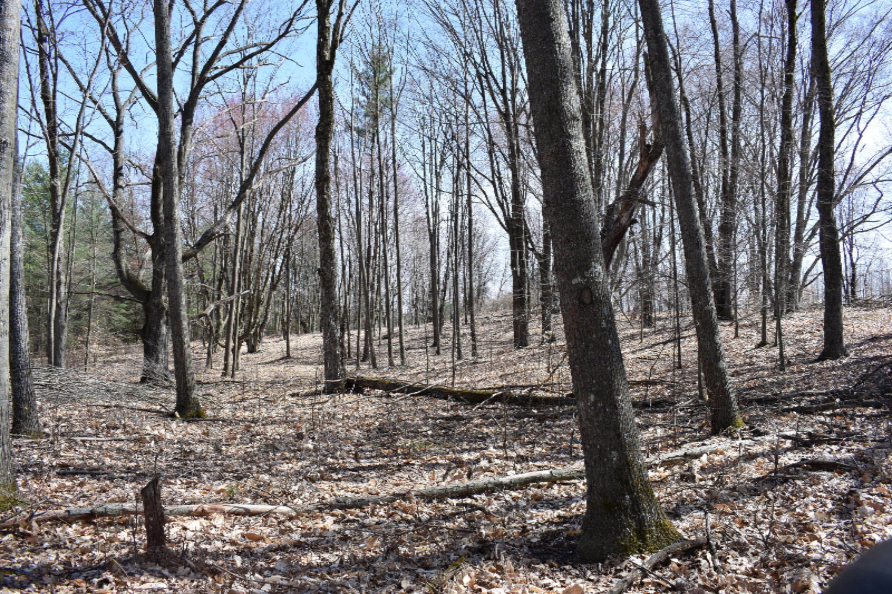 2955 East 14 Mile Road Bitely, MI 49309 - Photo 18 of 36 DSC_0929