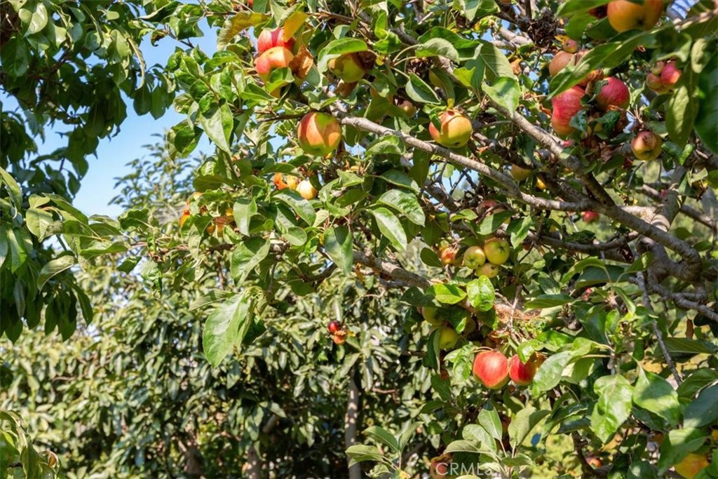 225 Hacienda Avenue San Luis Obispo, CA 93401 - Photo 68 of 75 Fruit, fruit and more fruit! Irrigated by an ag well, you'll have a bounty of fresh produce this summer!