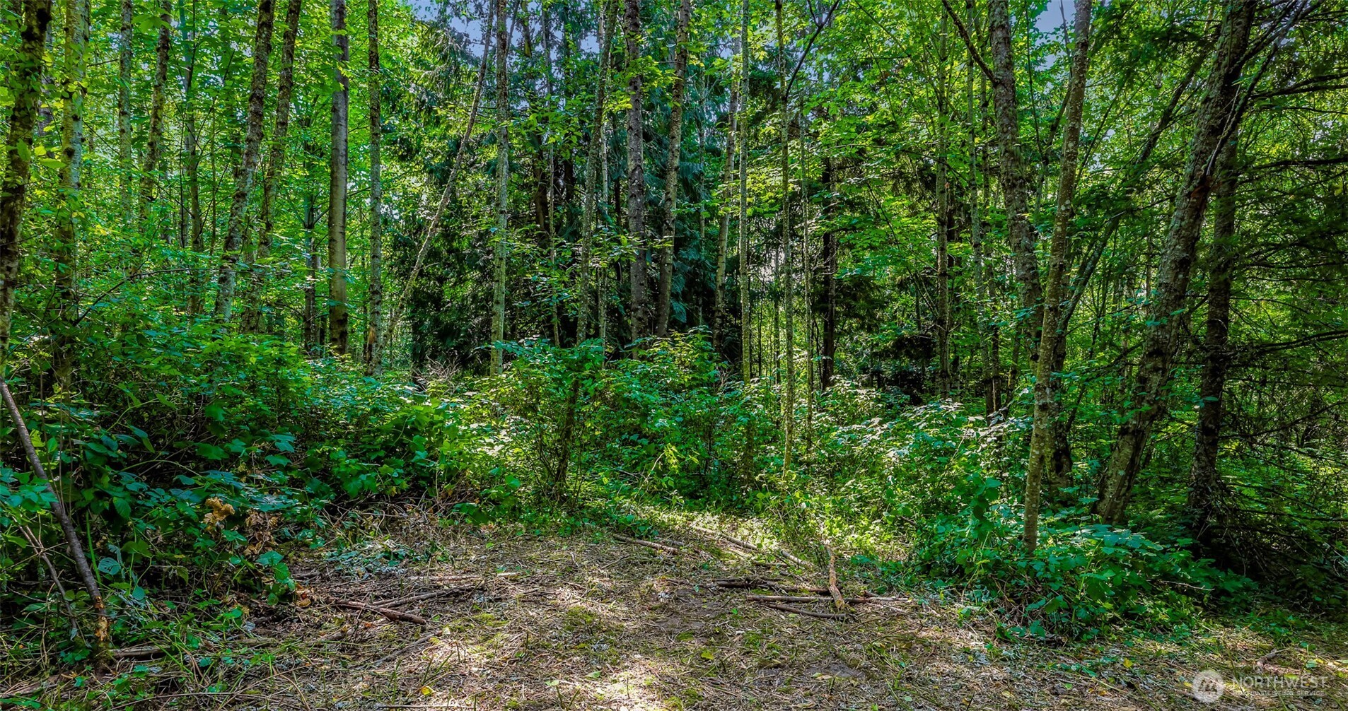 3900 Hopewell Road Everson, WA 98247 - Photo 11 of 31 a view of a lush green forest