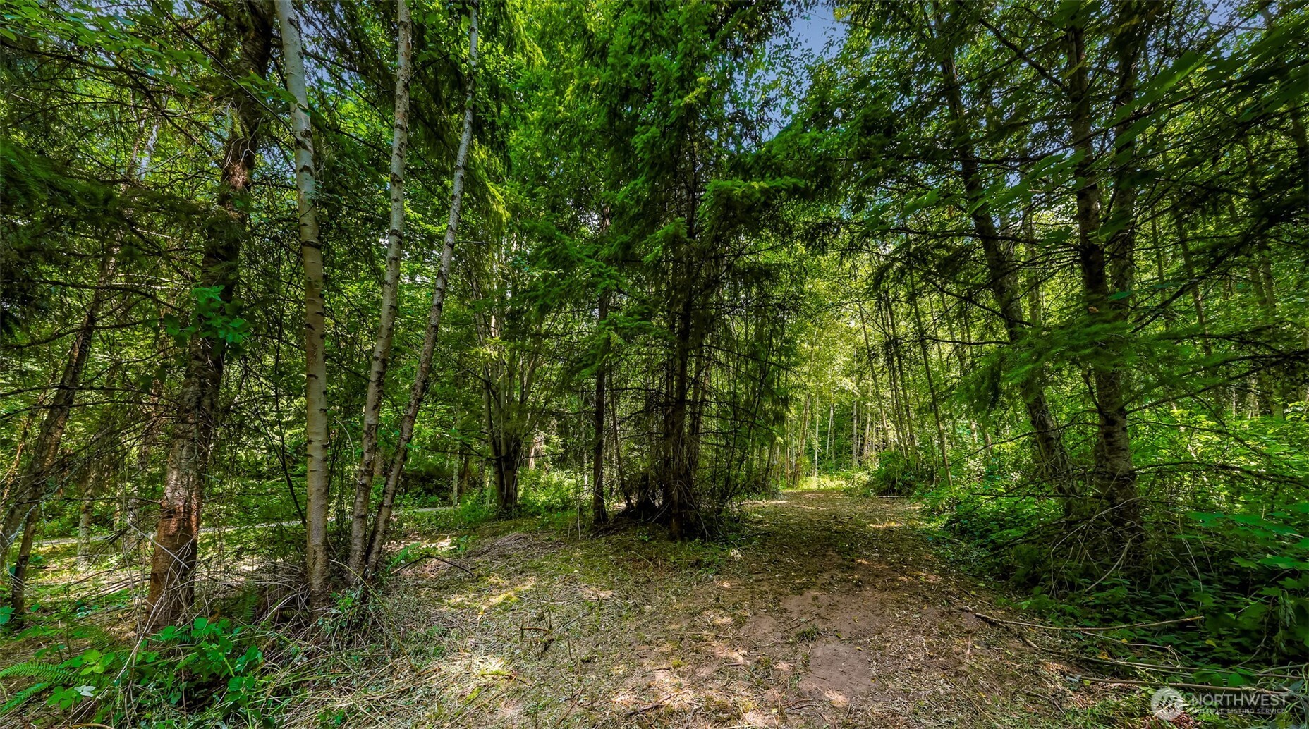 3900 Hopewell Road Everson, WA 98247 - Photo 13 of 31 a view of a forest with trees in the background