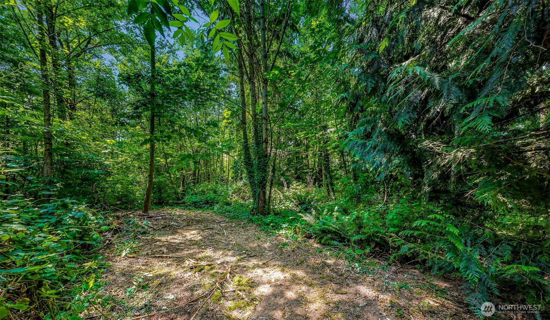 3900 Hopewell Road Everson, WA 98247 - Photo 14 of 31 a view of a forest with trees in the background