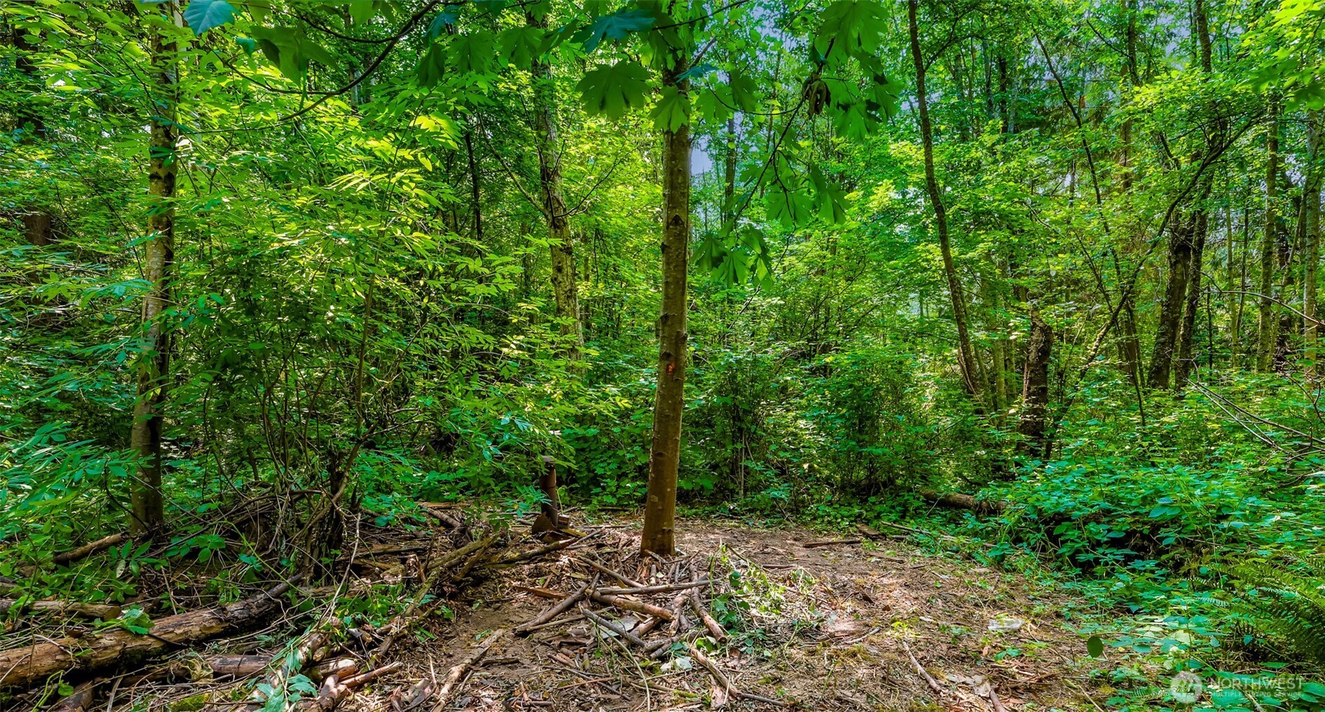 3900 Hopewell Road Everson, WA 98247 - Photo 15 of 31 a view of a forest with trees