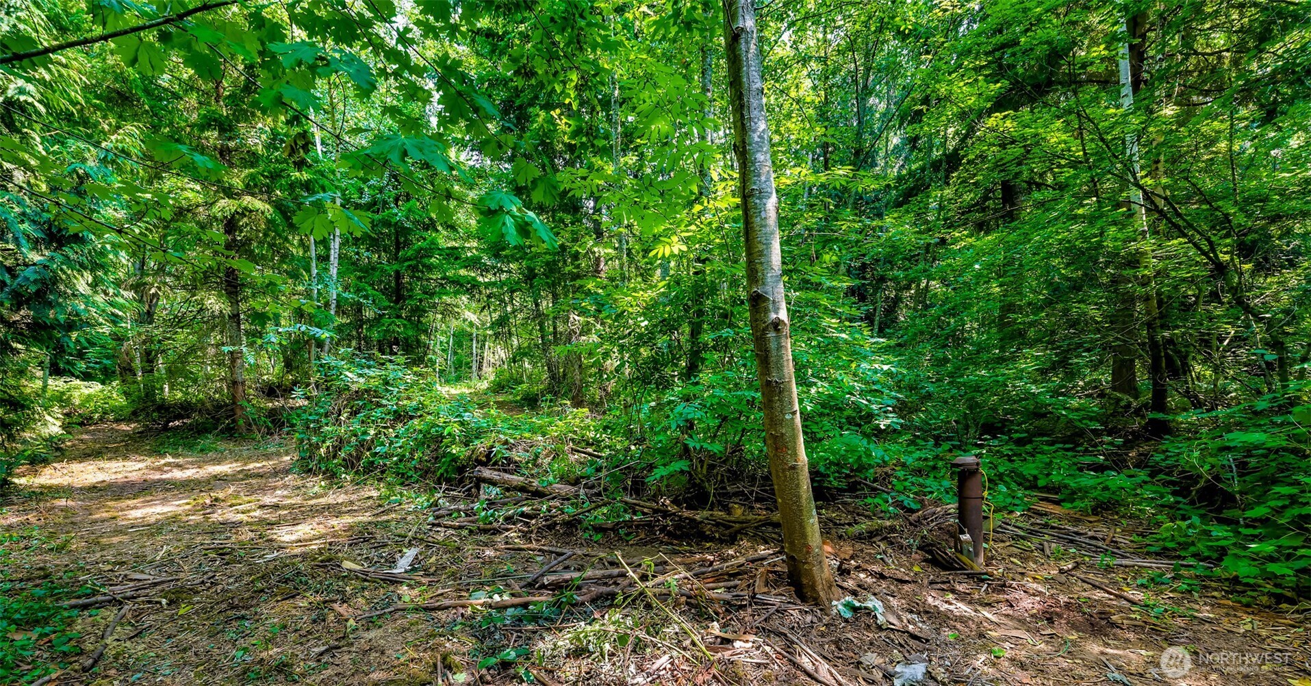 3900 Hopewell Road Everson, WA 98247 - Photo 16 of 31 a view of a forest with trees