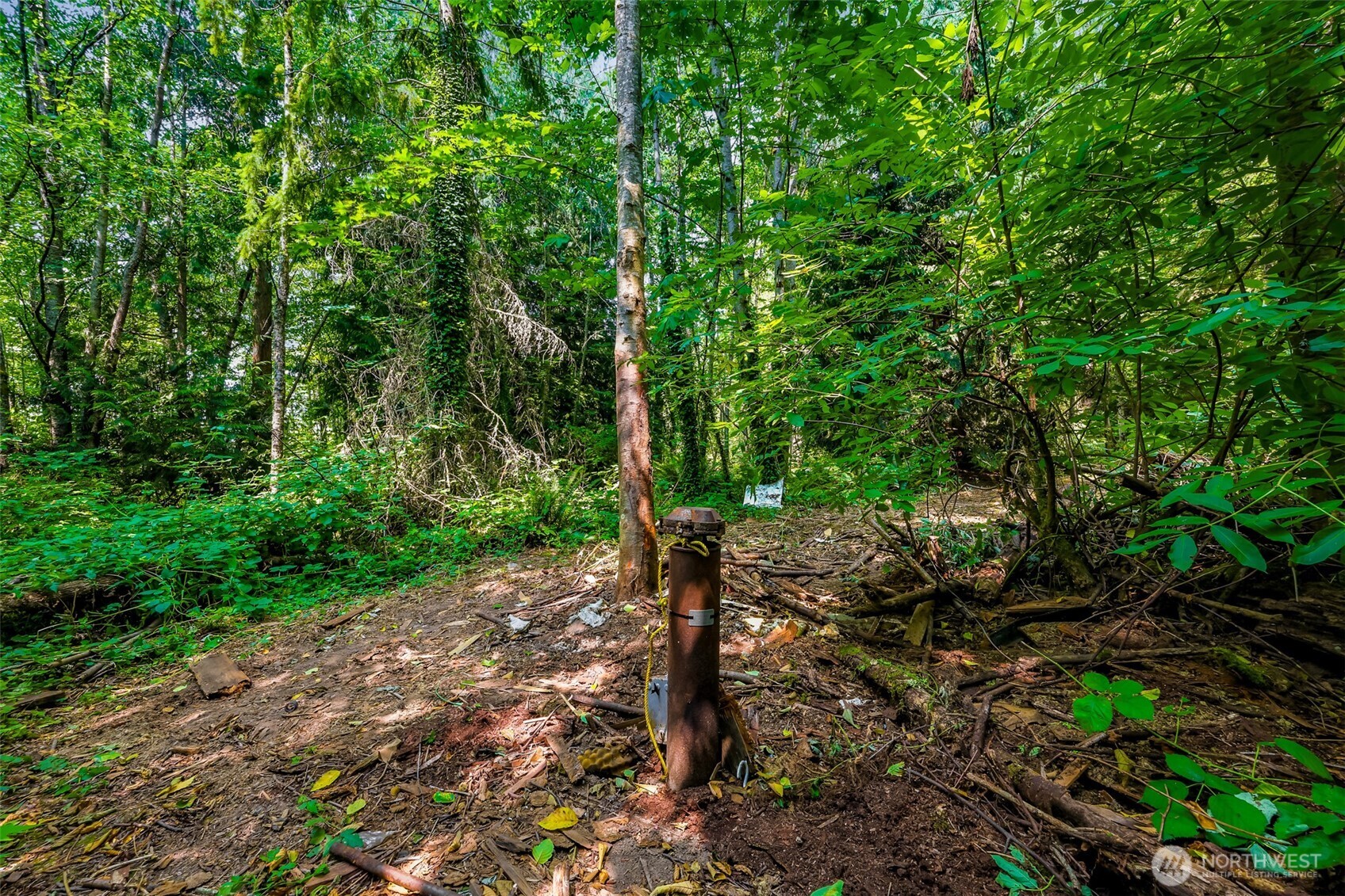3900 Hopewell Road Everson, WA 98247 - Photo 17 of 31 a view of a forest with trees