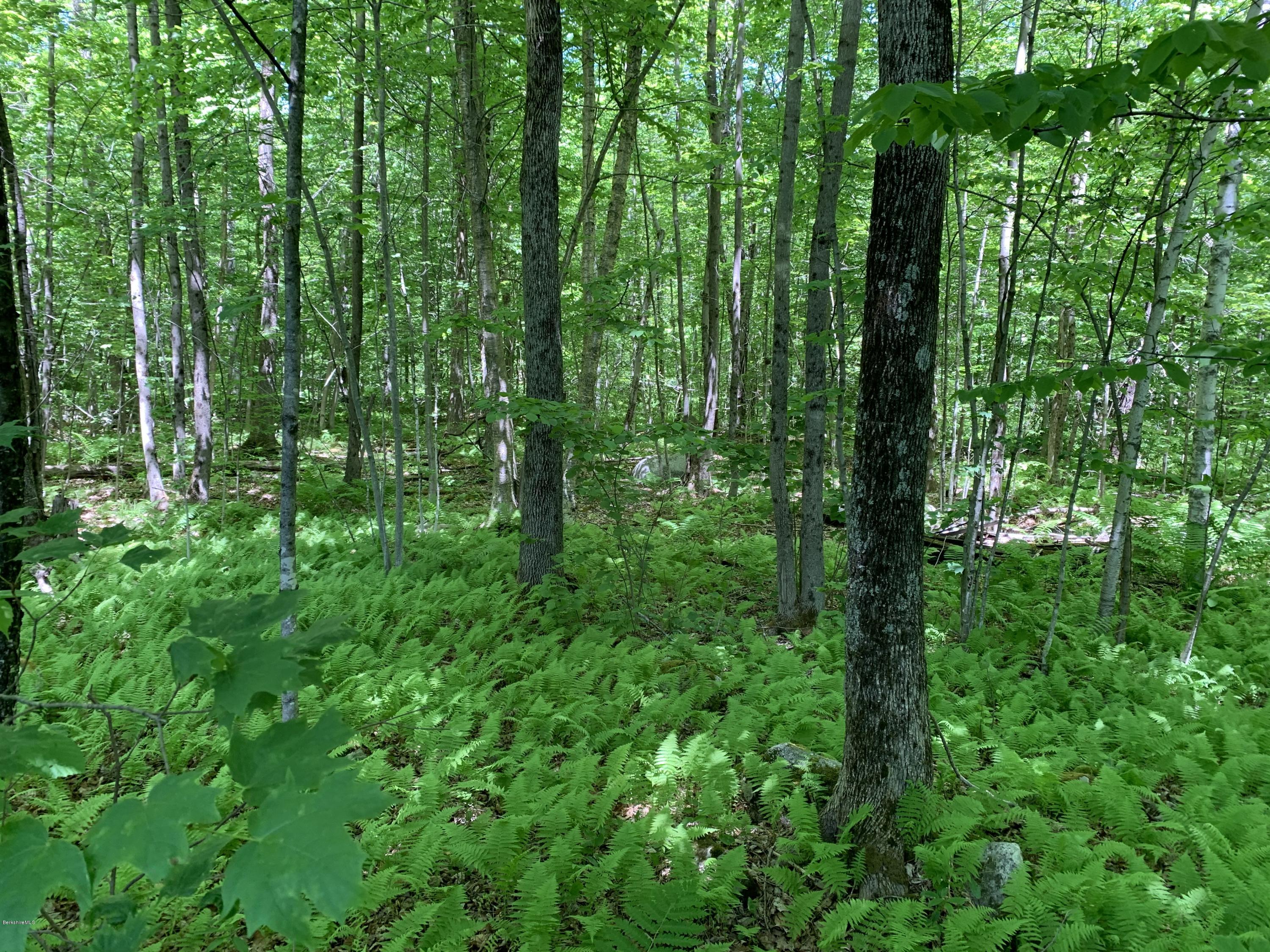 39 Lynes Road Chester, MA 01011 - Photo 3 of 8 a view of a lush green forest