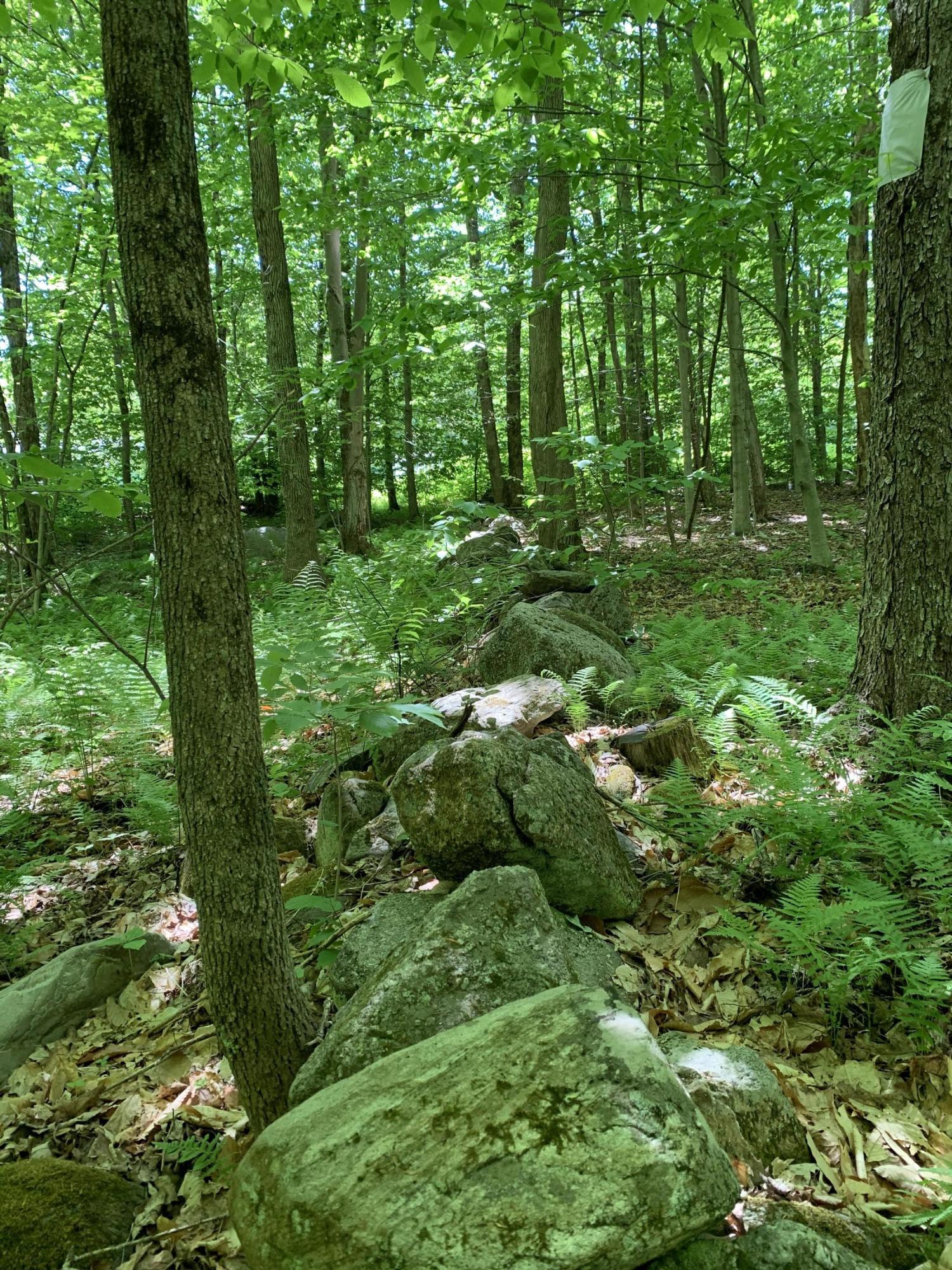 39 Lynes Road Chester, MA 01011 - Photo 6 of 8 a view of a lush green forest