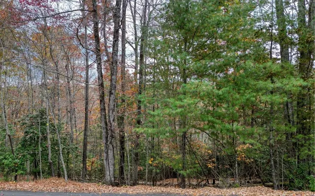 a view of a forest with trees