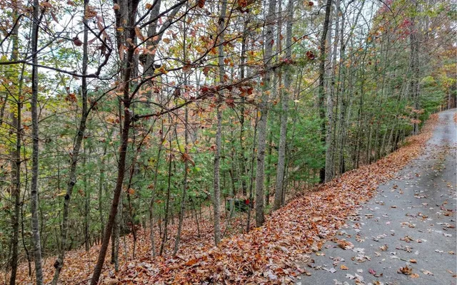 a view of a yard with plants and large trees
