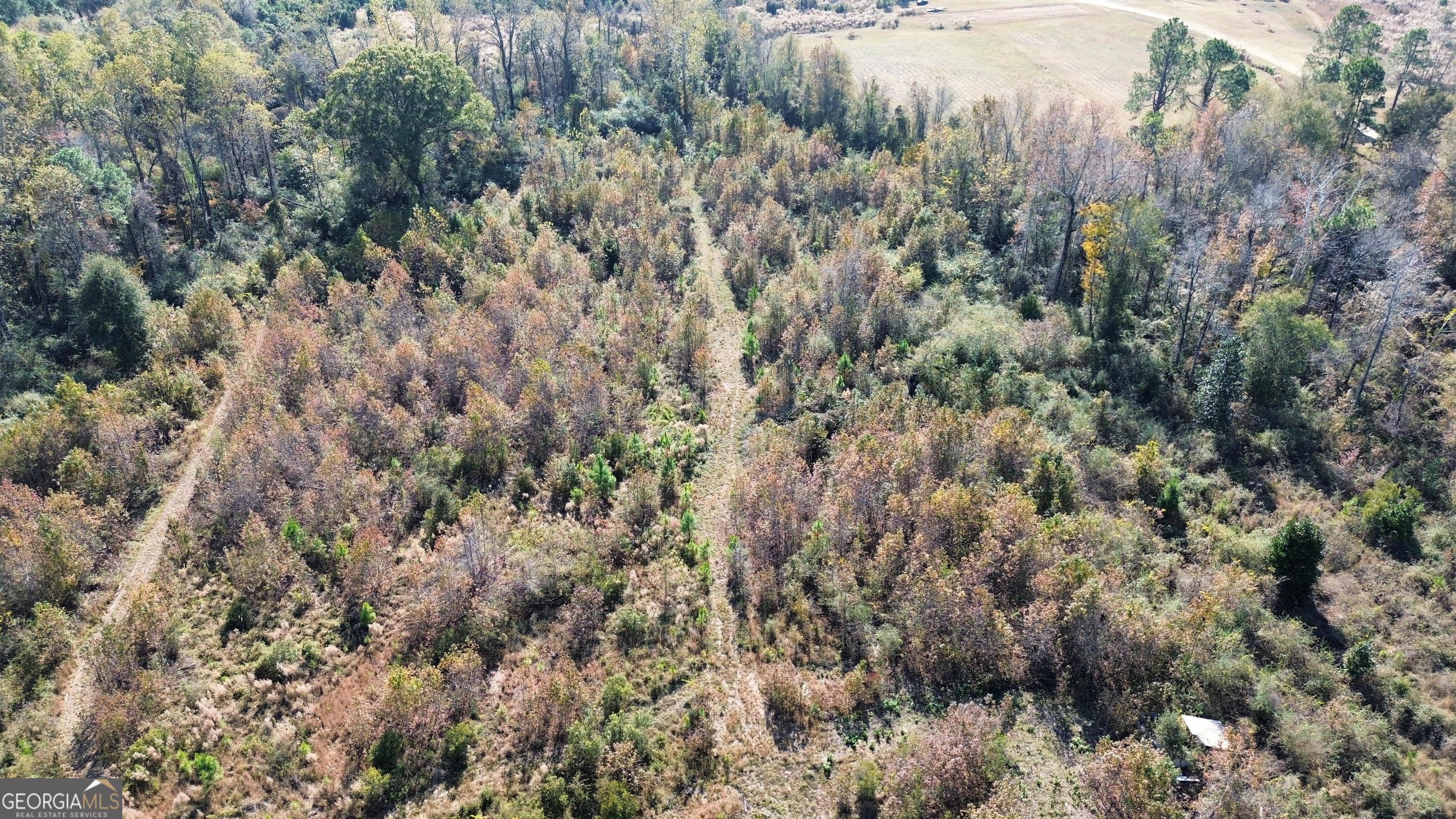 0 George Strickland Road Claxton, GA 30417 - Photo 5 of 8 a view of a forest with a lush green forest
