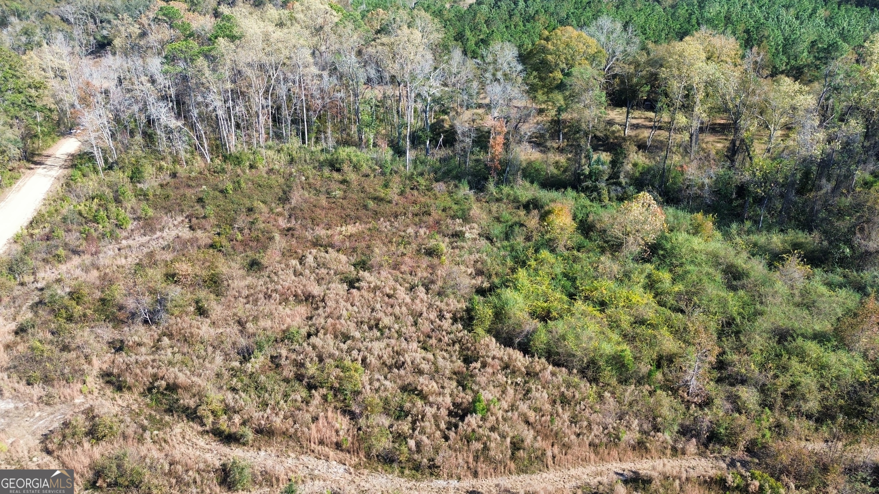 0 George Strickland Road Claxton, GA 30417 - Photo 6 of 8 a view of a forest with a tree