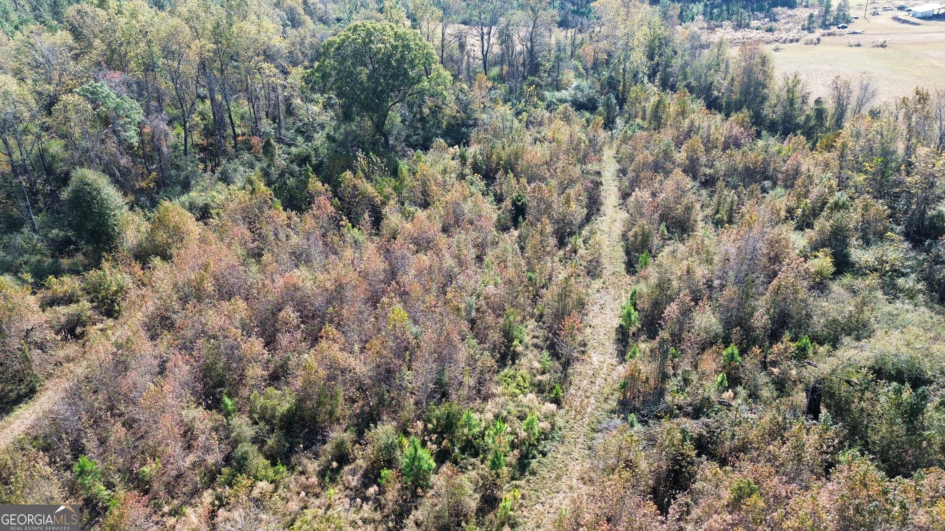 0 George Strickland Road Claxton, GA 30417 - Photo 7 of 8 a view of a forest with a forest