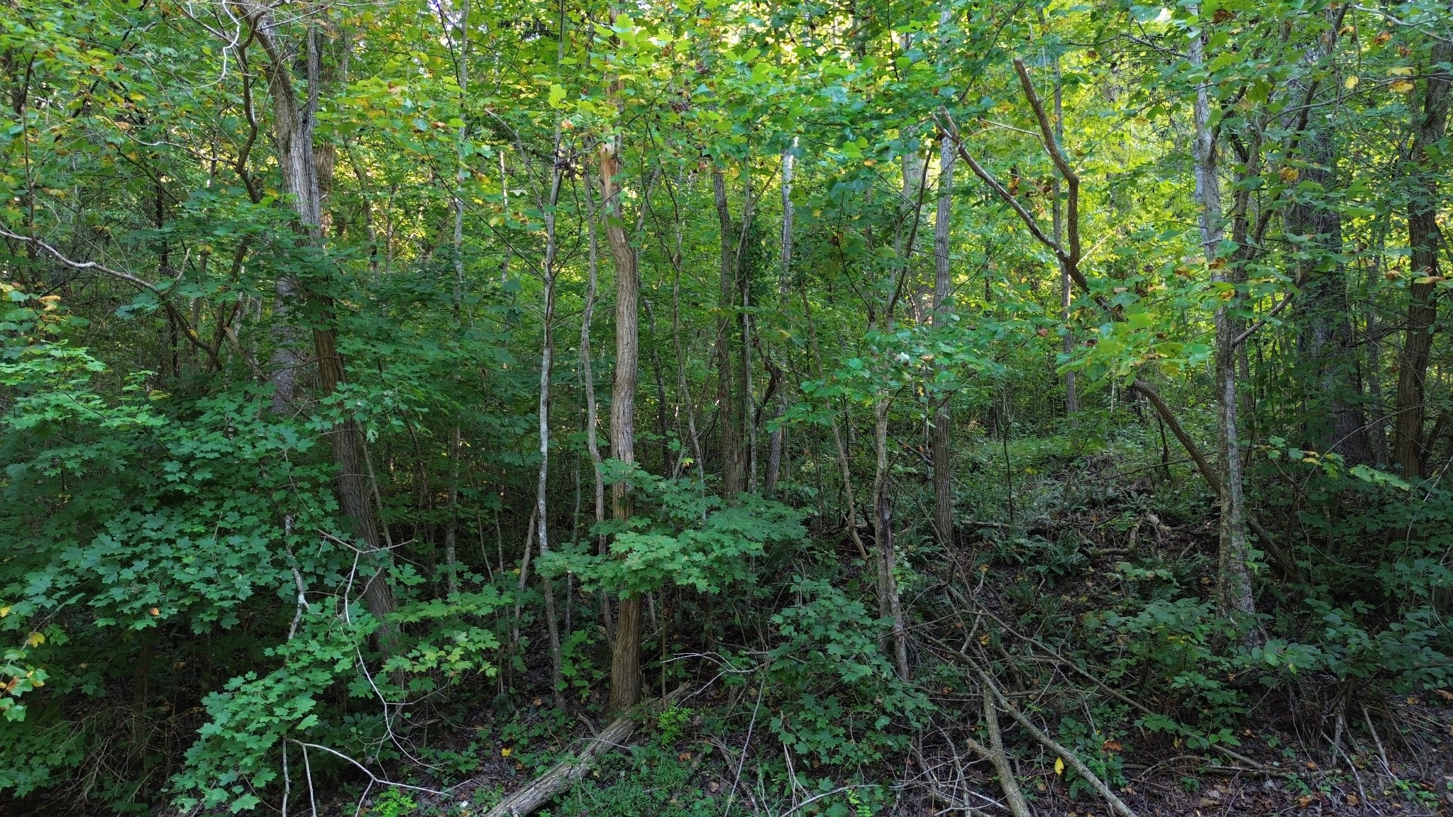 77 Baymont Drive Lancaster, TN 38569 - Photo 2 of 10 a view of a forest with trees in front of it