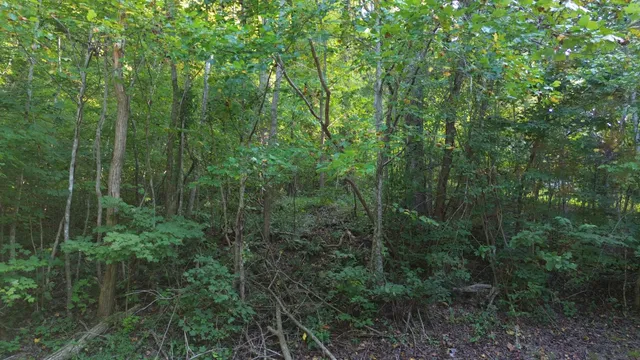 a view of a forest with a street