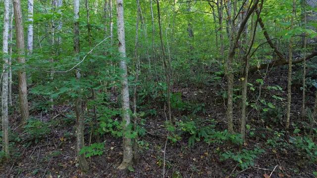 a view of a lush green forest