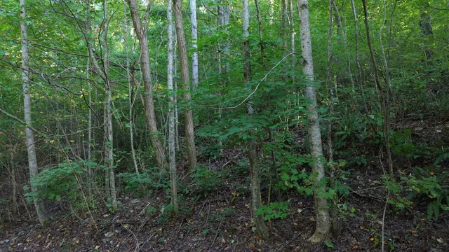 a view of a forest with a street