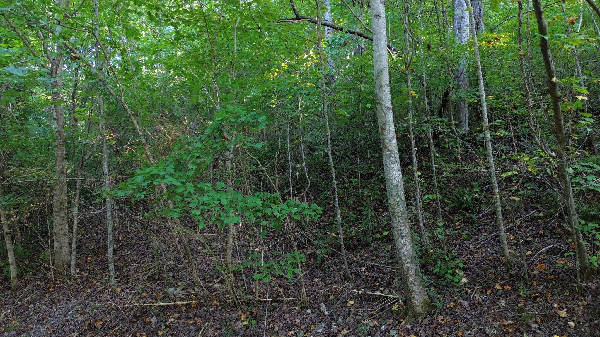 77 Baymont Drive Lancaster, TN 38569 - Photo 6 of 10 a view of a forest with lots of trees