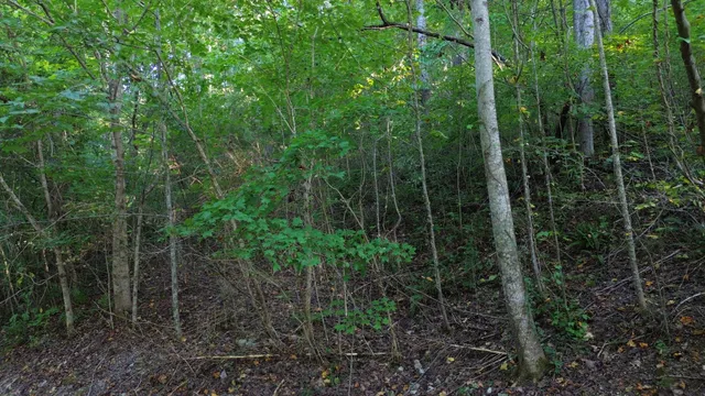 a view of a forest with lots of trees