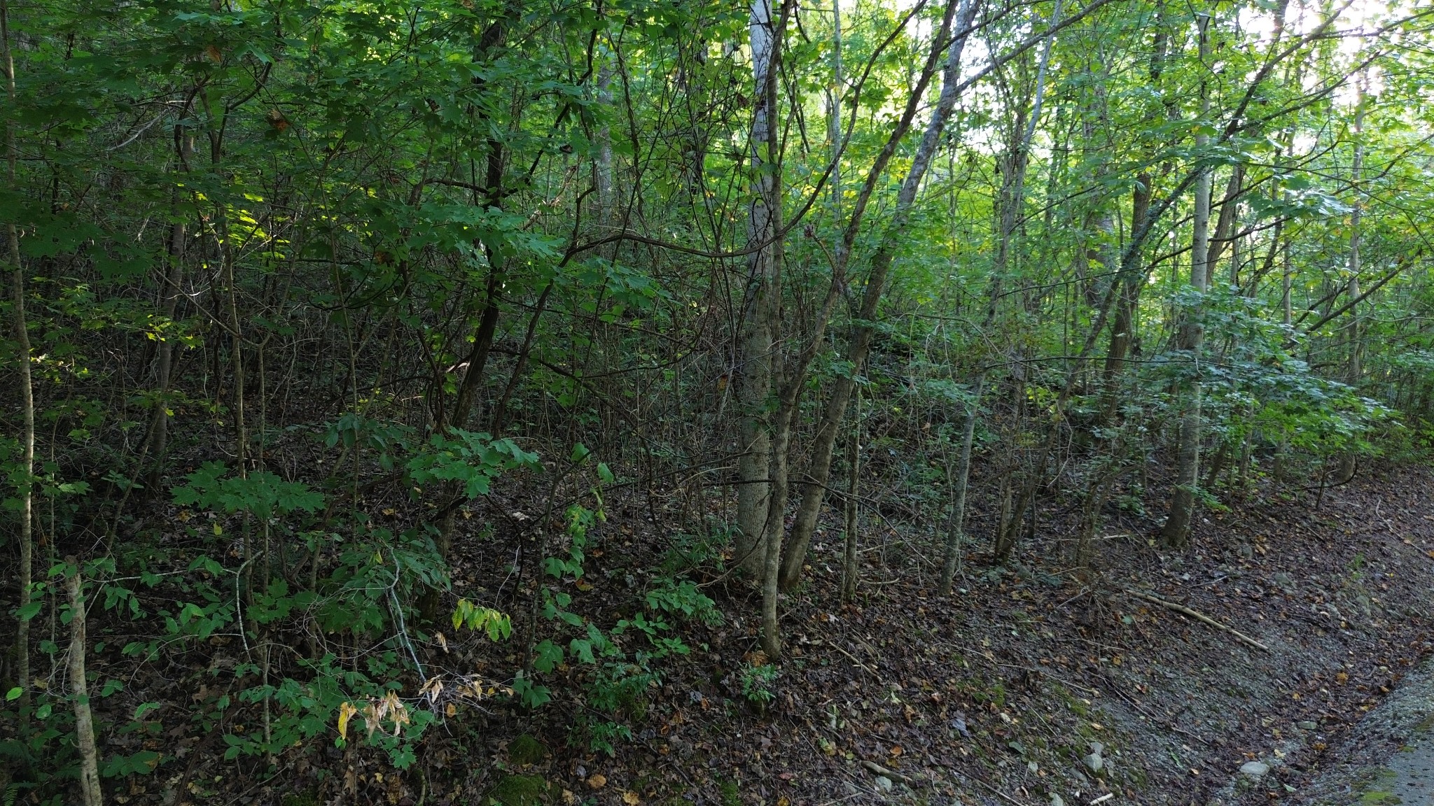 77 Baymont Drive Lancaster, TN 38569 - Photo 10 of 10 a view of a forest with trees all around