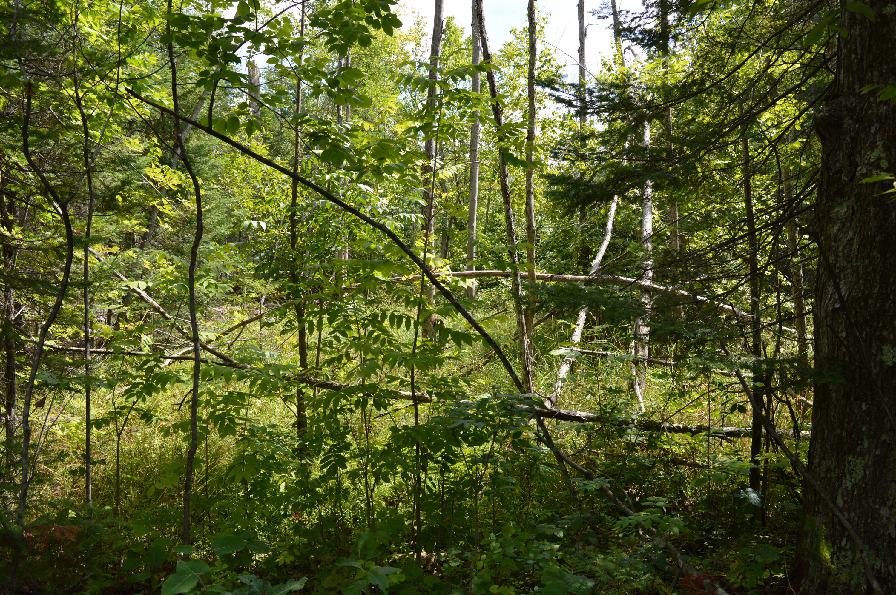 East County Line Road South Branch, MI 48761 - Photo 59 of 87 Gallery Image 59