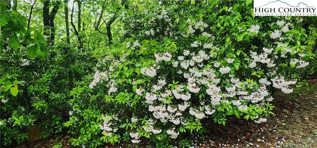 a view of a lush green forest