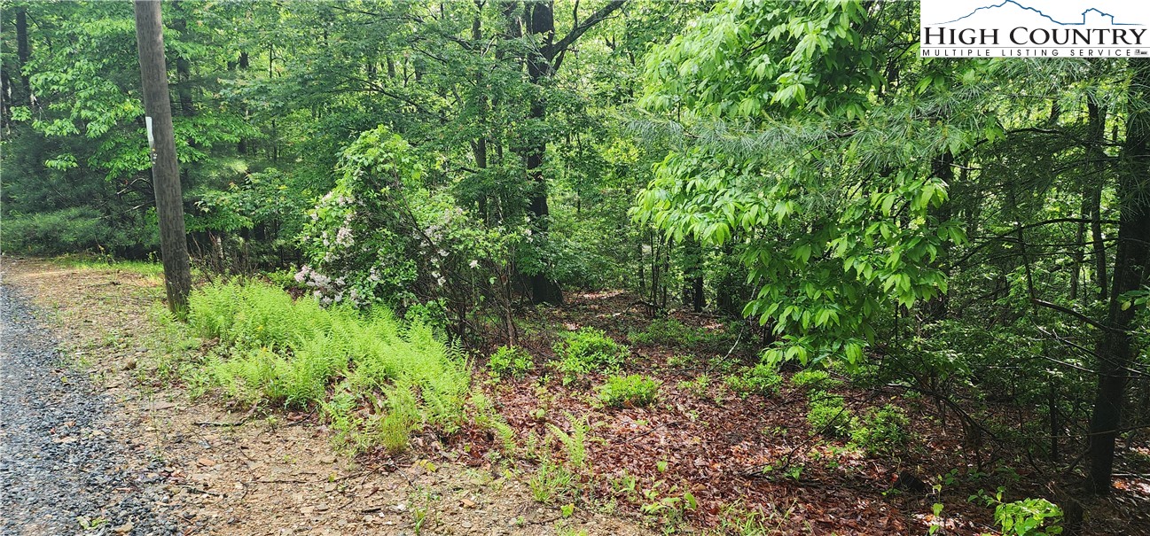 Flat Mountain Road Lenoir, NC 28645 - Photo 4 of 5 a view of a lush green forest