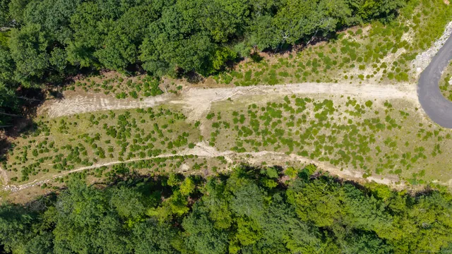 a view of a yard with a tree