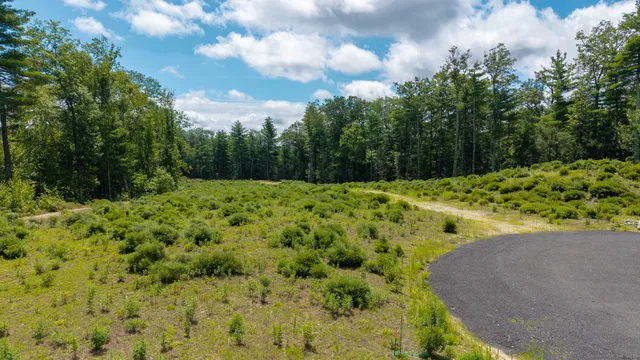 a view of a yard with trees