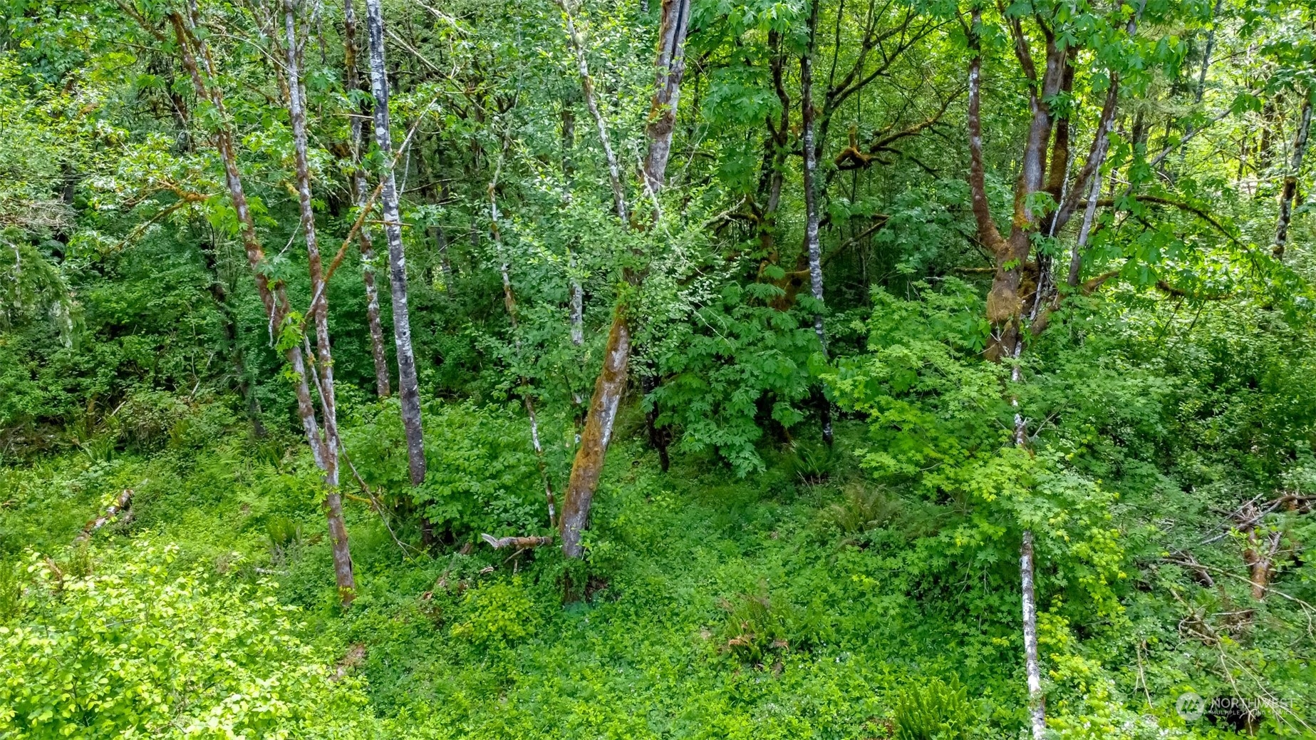 15345 Case Road Southwest Rochester, WA 98579 - Photo 29 of 40 a view of a lush green forest