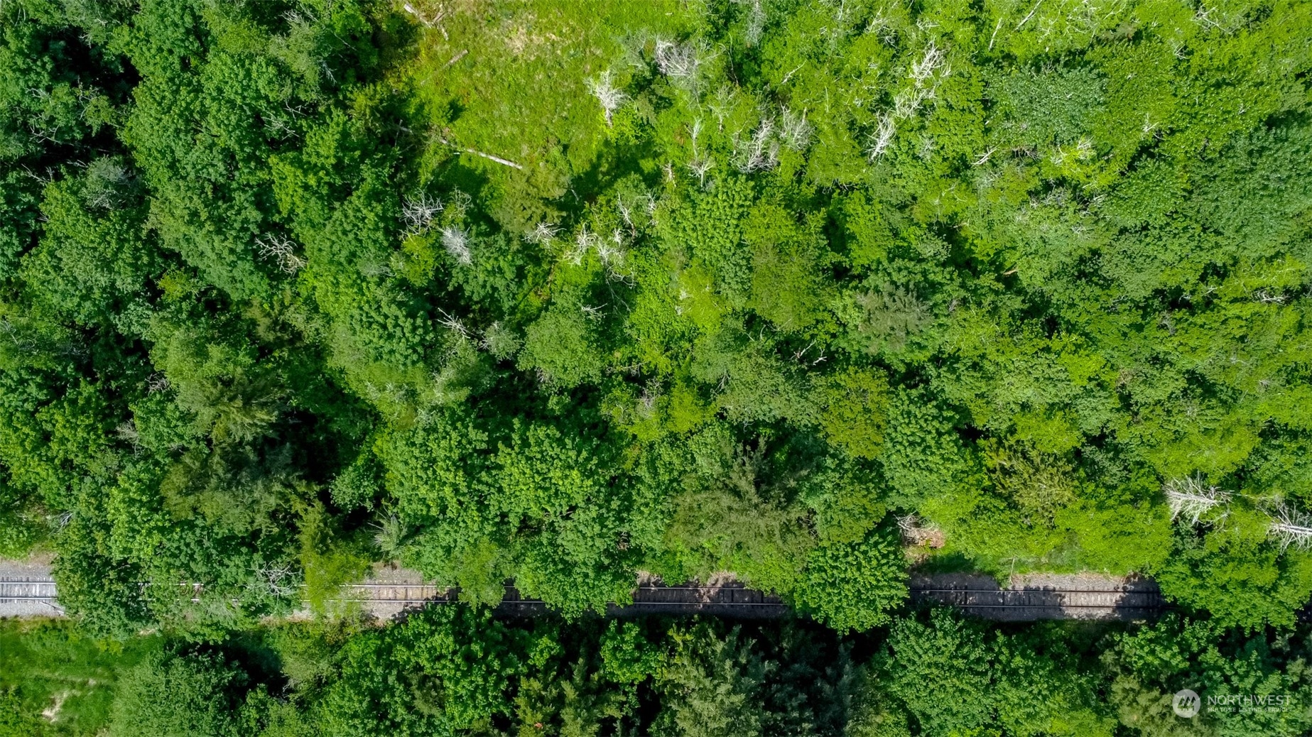 15345 Case Road Southwest Rochester, WA 98579 - Photo 32 of 40 a view of a lush green forest