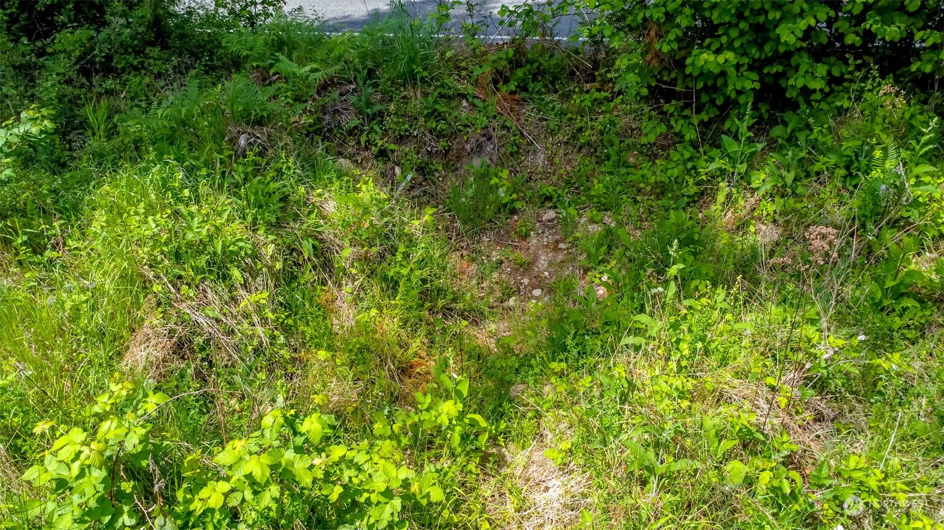 15345 Case Road Southwest Rochester, WA 98579 - Photo 33 of 40 a view of a lush green space