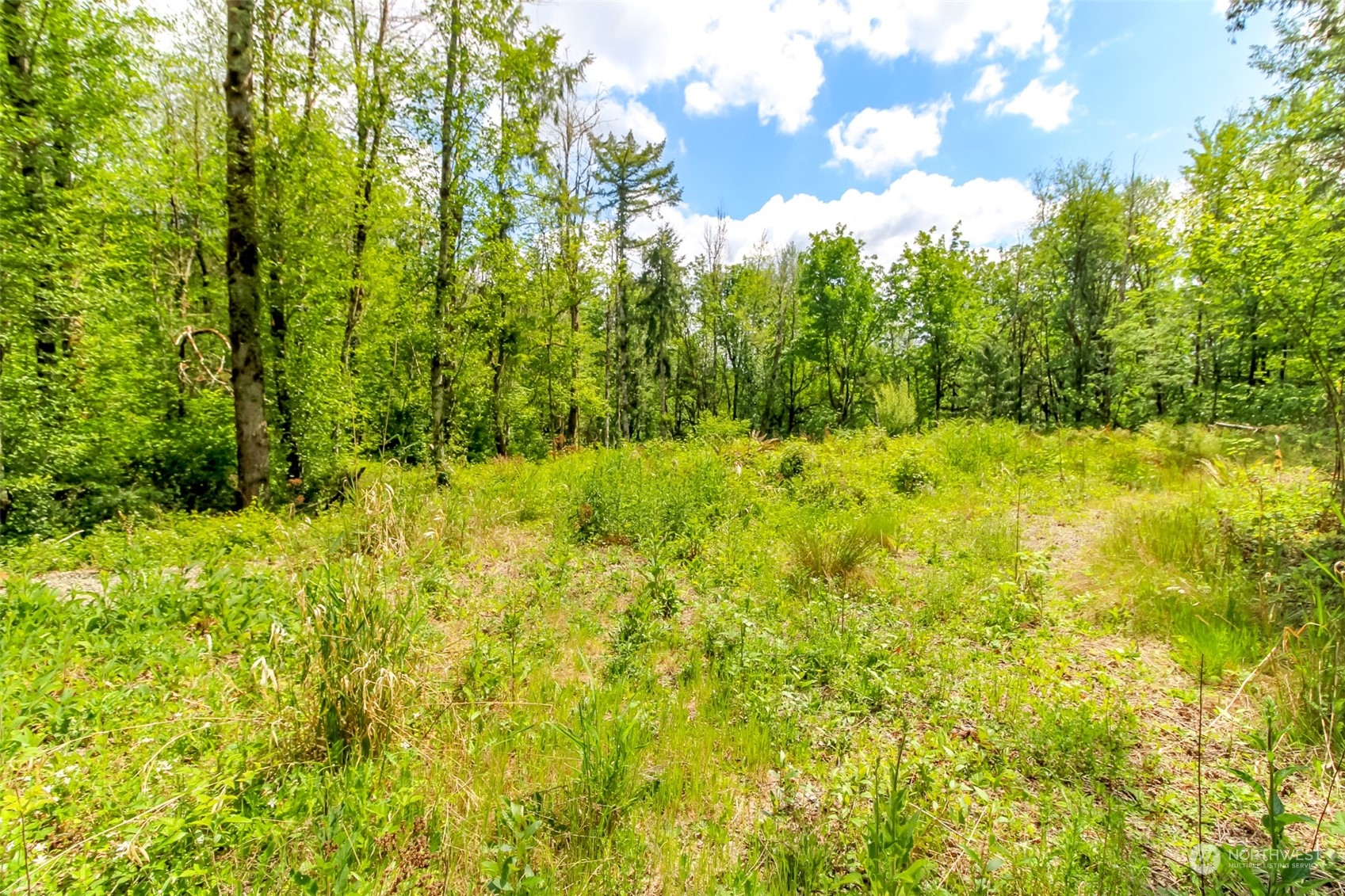 15345 Case Road Southwest Rochester, WA 98579 - Photo 4 of 40 a view of a big yard with large trees