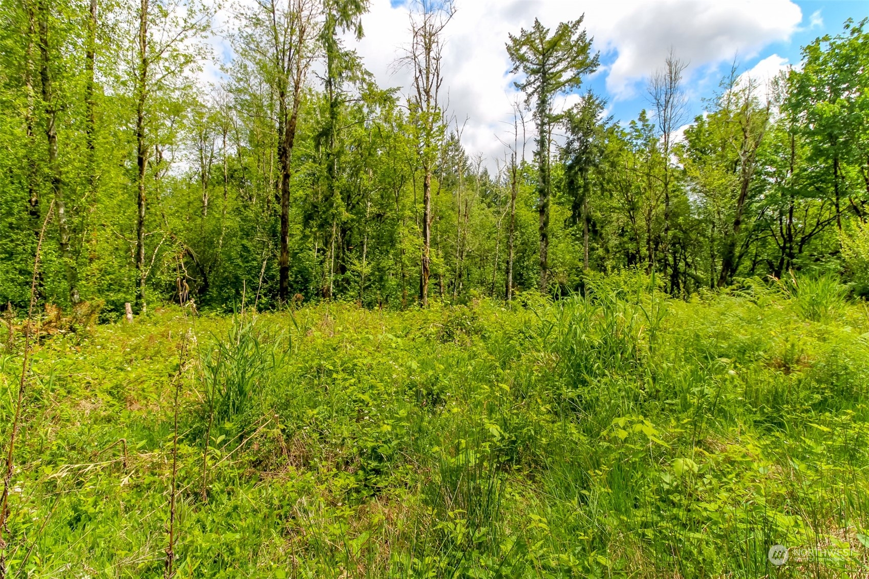 15345 Case Road Southwest Rochester, WA 98579 - Photo 5 of 40 a view of bushes and trees
