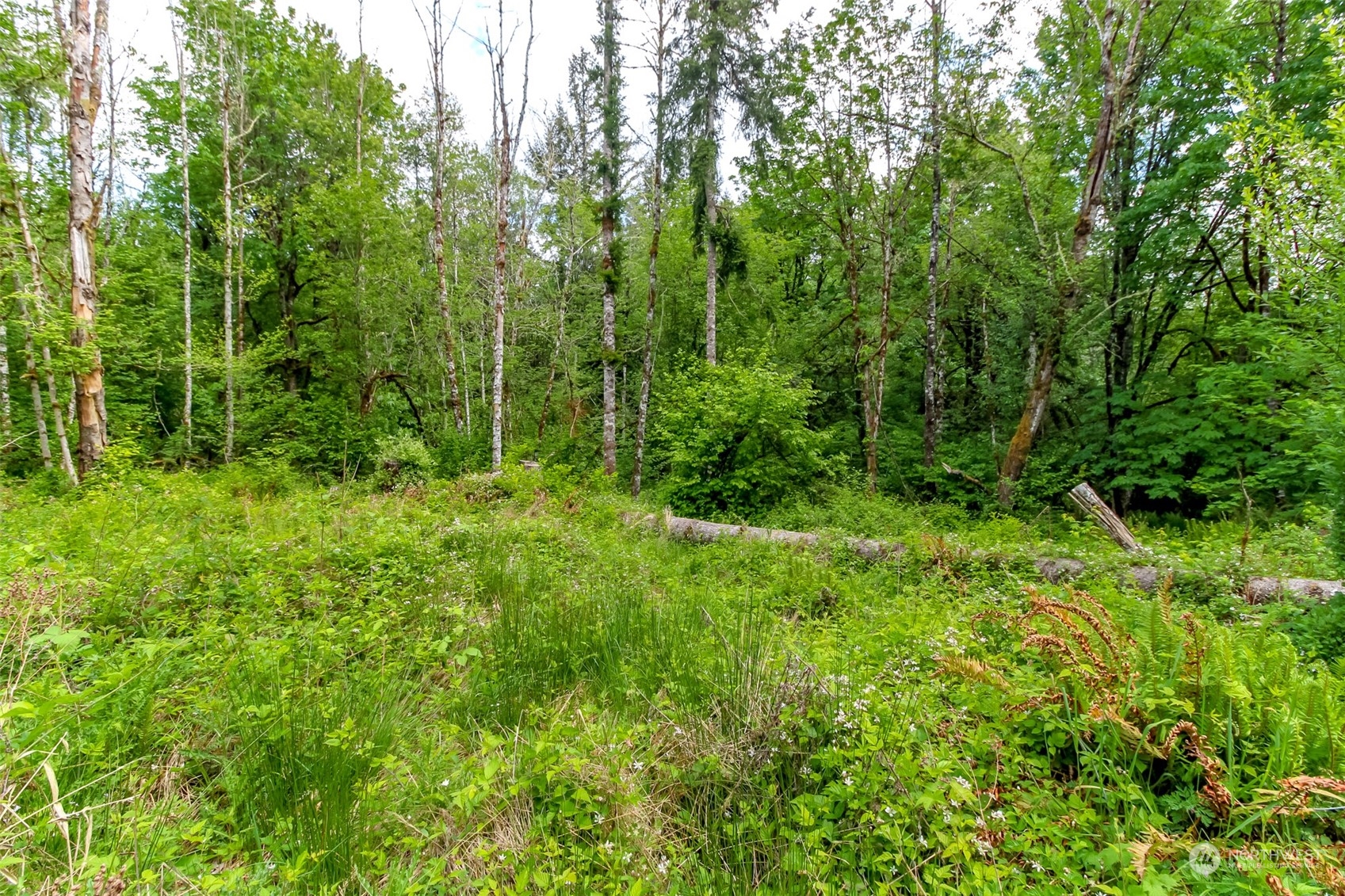 15345 Case Road Southwest Rochester, WA 98579 - Photo 6 of 40 a view of a lush green forest