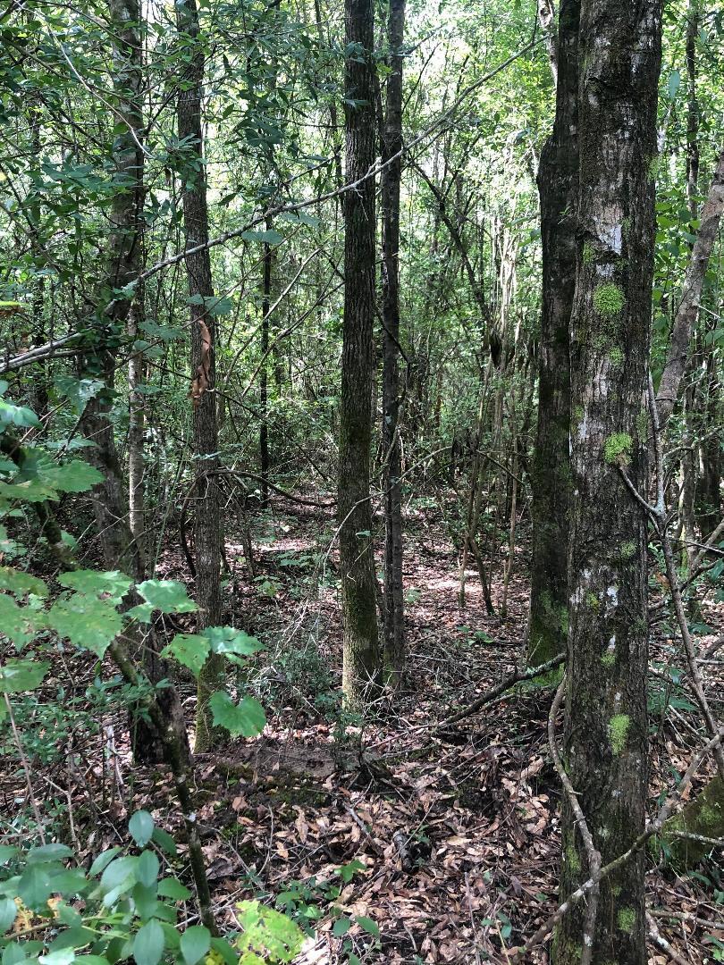 2047 Booth Road Florala, AL 36442 - Photo 1 of 5 a view of a forest with trees