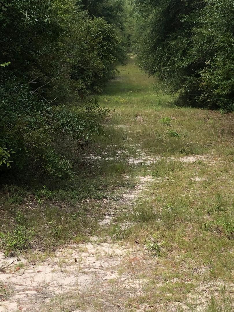 2047 Booth Road Florala, AL 36442 - Photo 3 of 5 a view of a yard