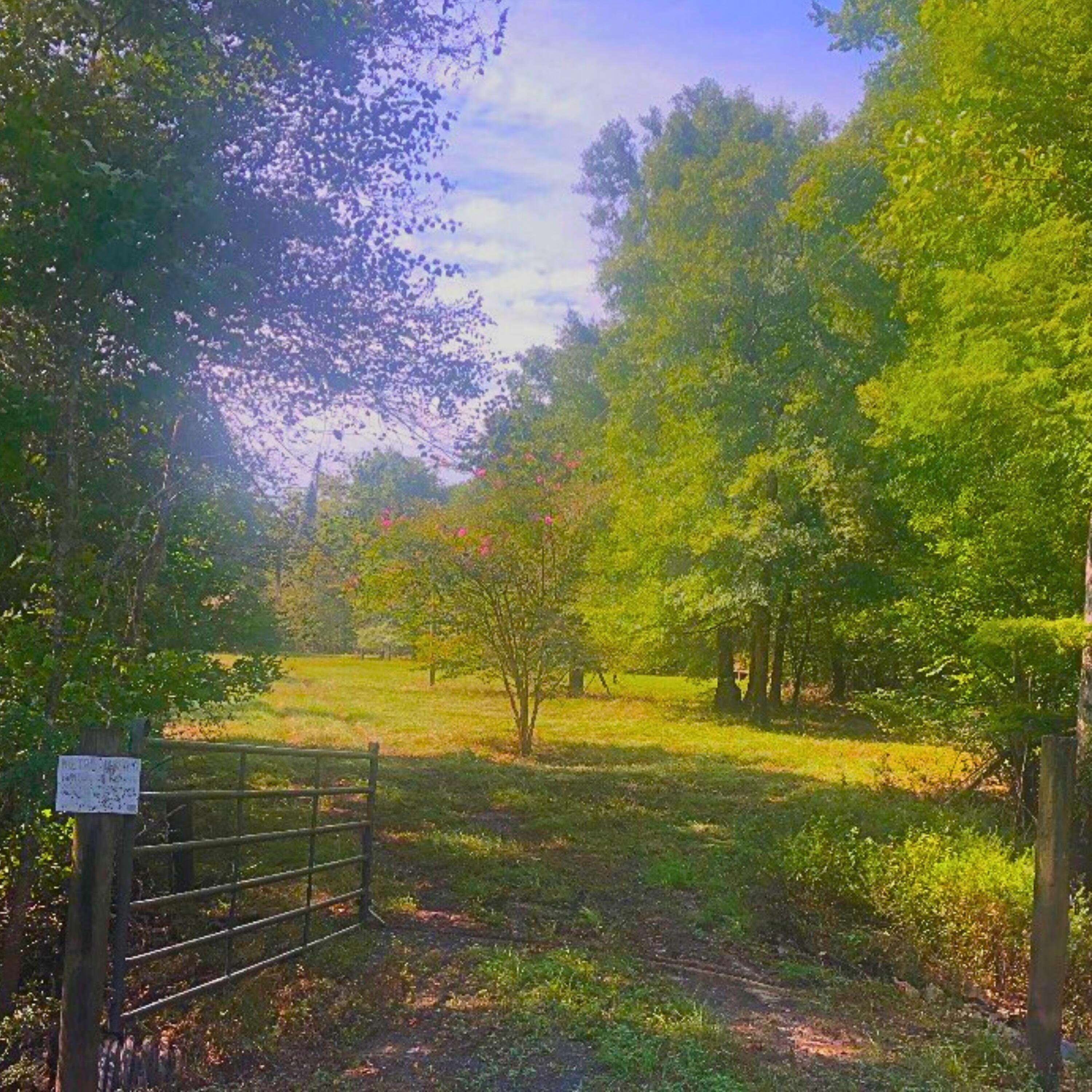 1041 Edisto River Road Reevesville, SC 29471 - Photo 3 of 11 Hunting (4)